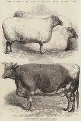 Præmiedyr ved Smithfield Club Cattle Show